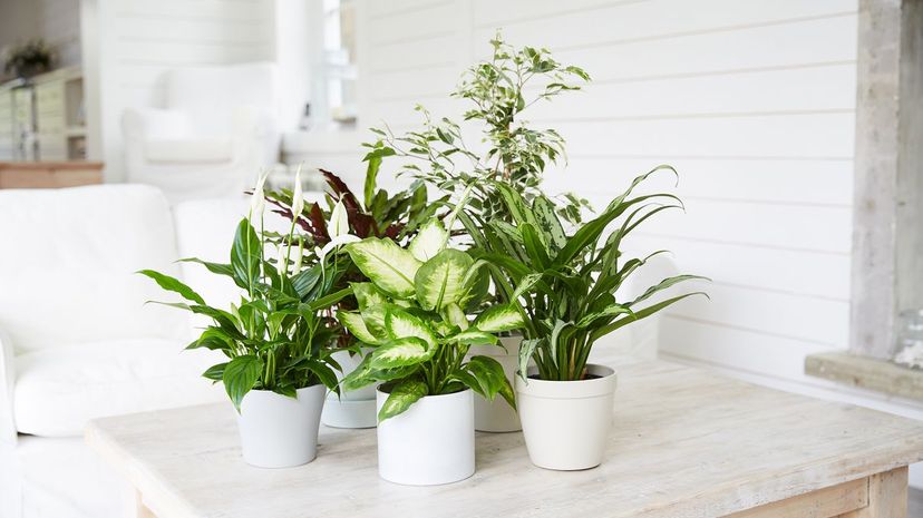 indoor plants