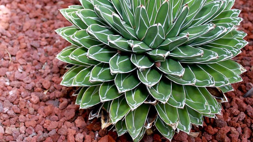 Queen Victoria agave