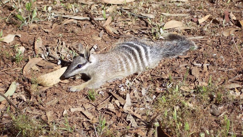 Numbat