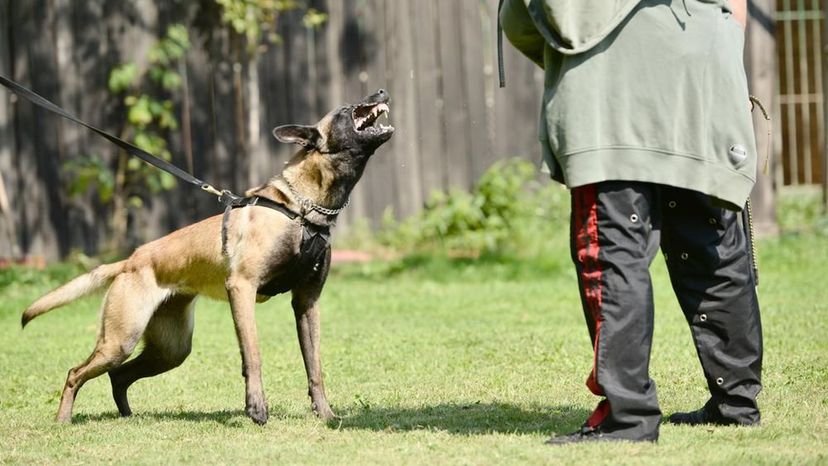 Belgian Malinois