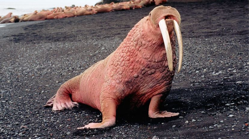 Walrus