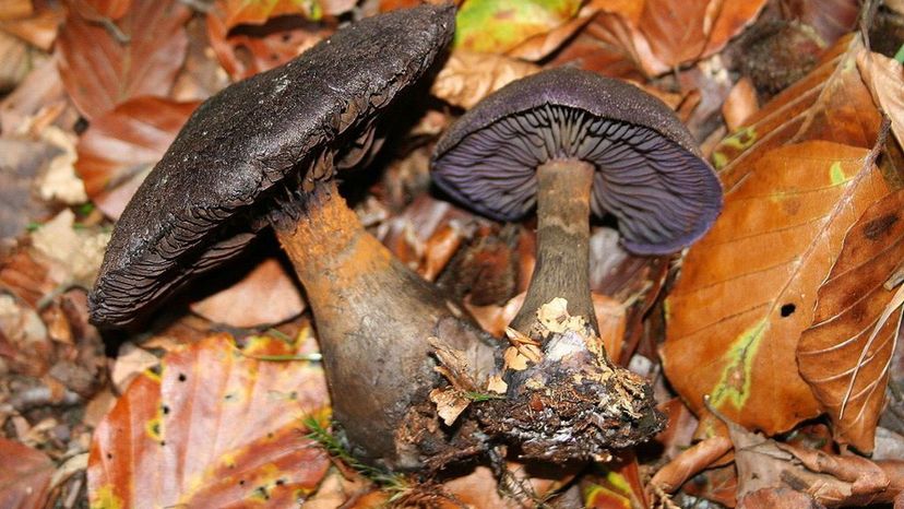 Violet Cort (Cortinarius violaceus)