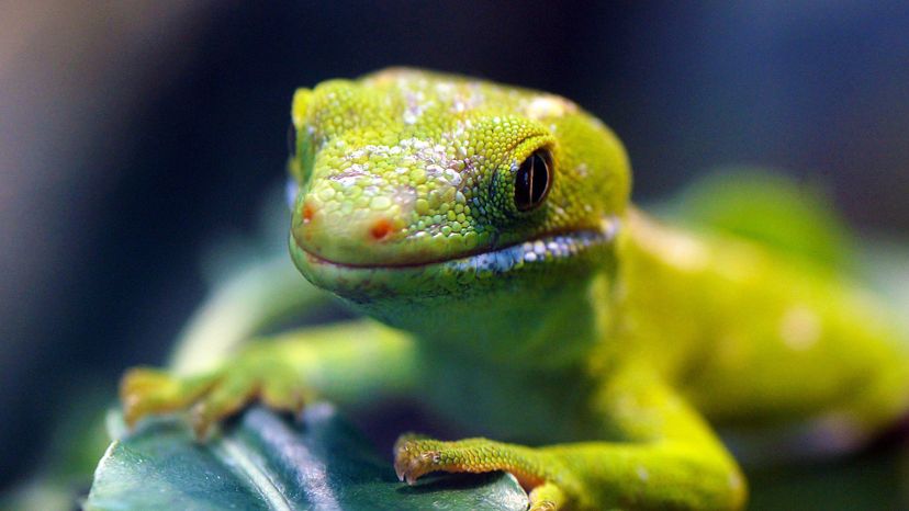 Northland green gecko