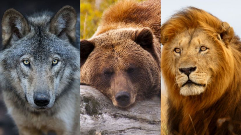 ¿Podremos adivinar si eres un lobo, un oso o un león?