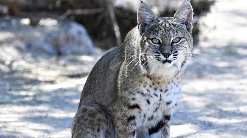 Bobcat