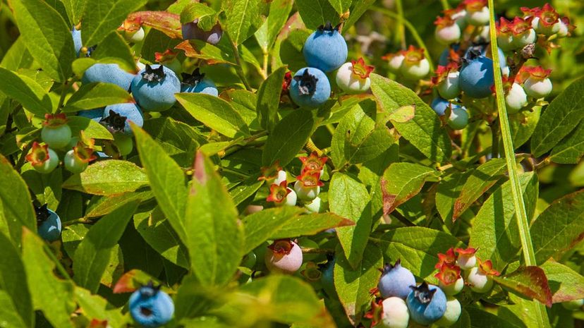Wild blueberries bush