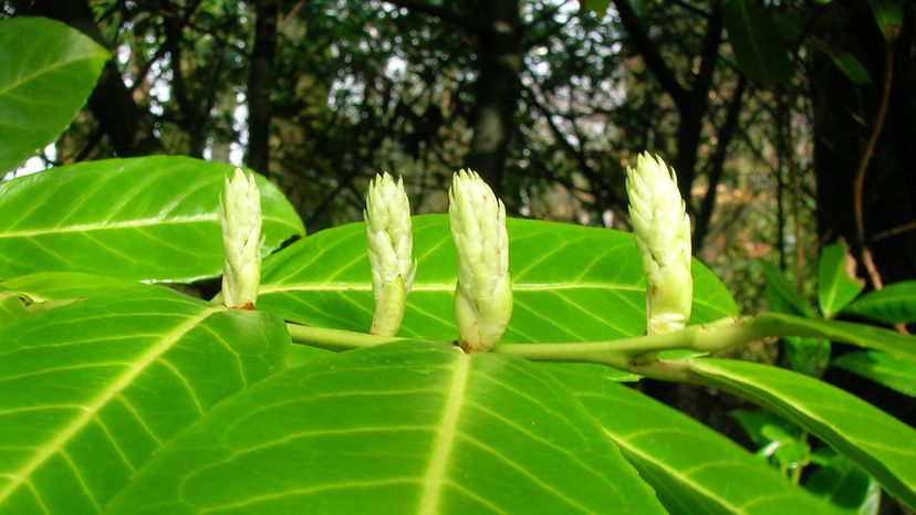 Cherry laurel (prunus laurocerasus)