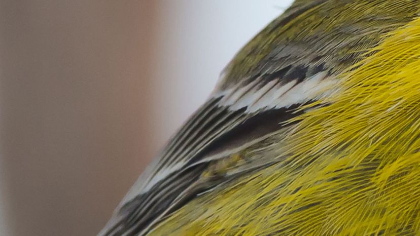 canada warbler