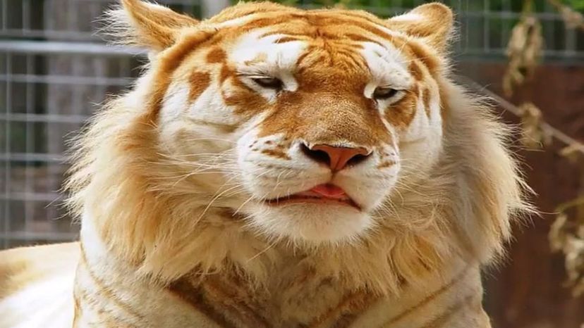 Golden Tabby Tiger