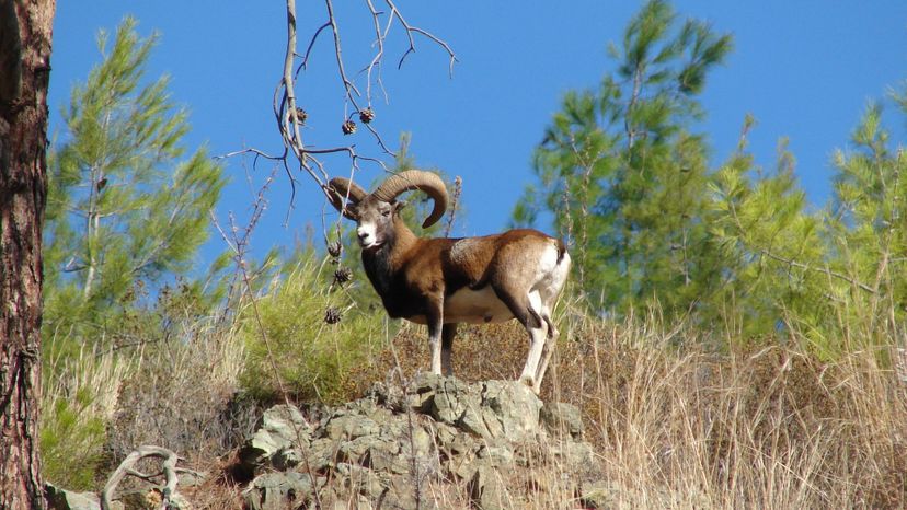 Cyprus mouflon