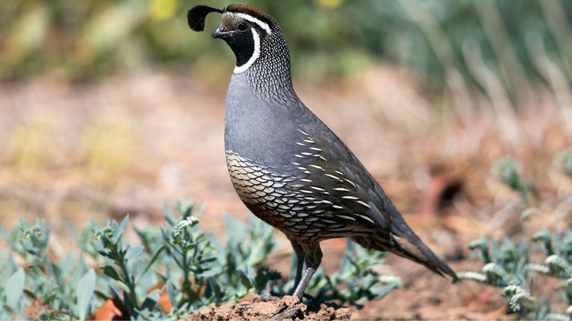 Quail