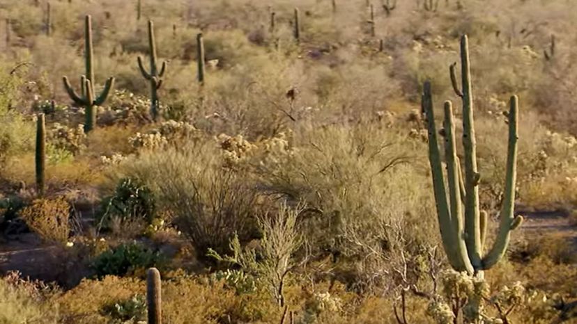 Tucson - Saguaro National Park