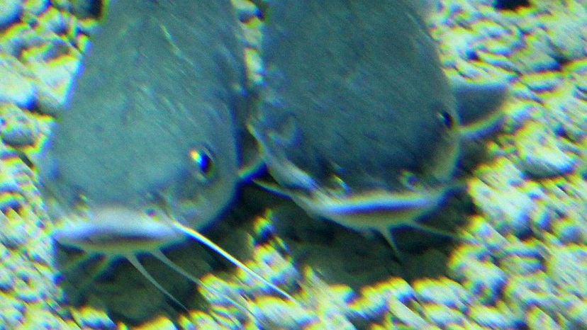 Hardhead catfish