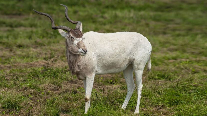 Addax
