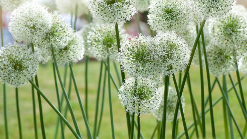 Allium