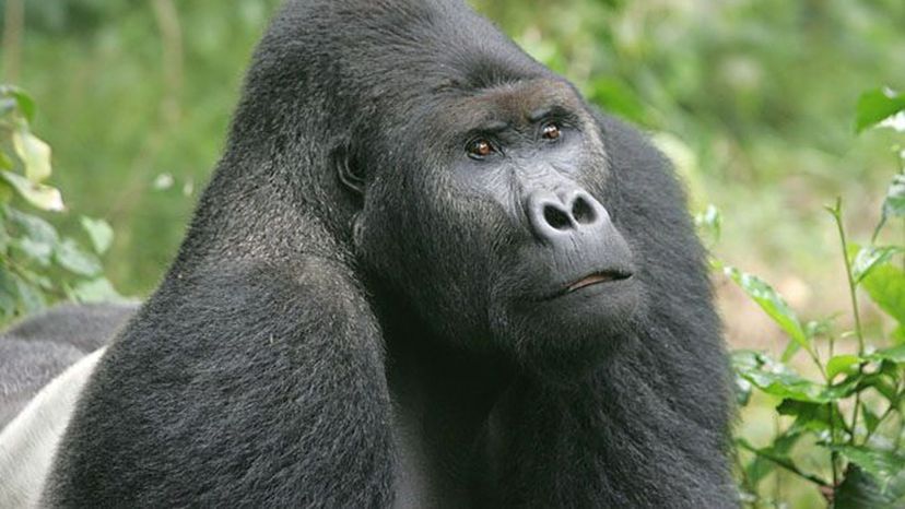 Silverback Gorilla