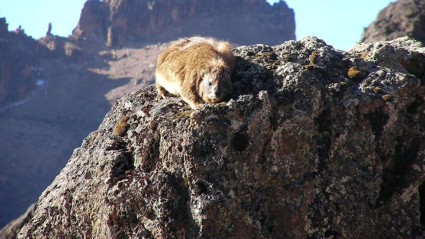 Hyrax