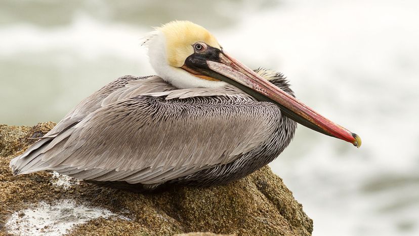 Brown Pelican