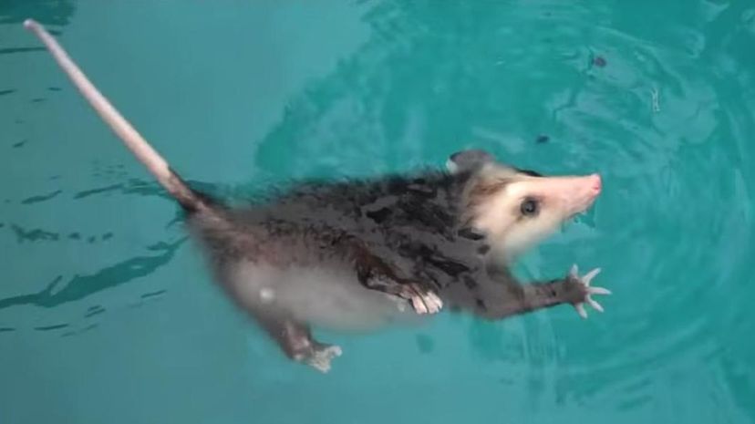 Opossum swim
