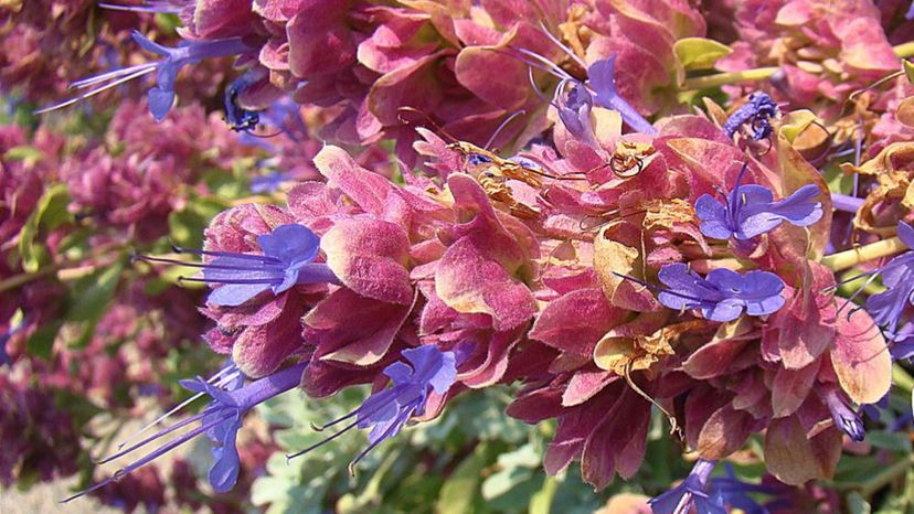 Desert Sage