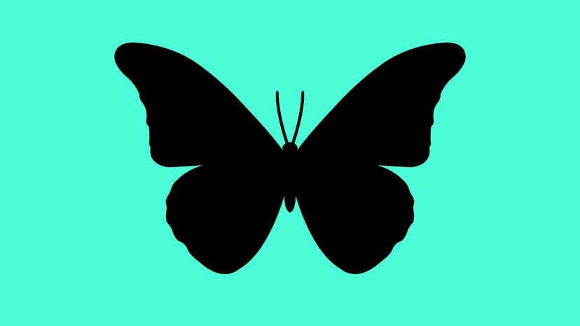 butterfly