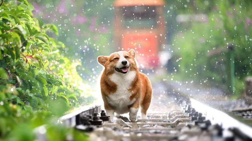 Corgi