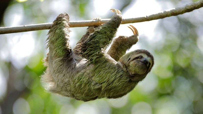 Three-Toed Sloth