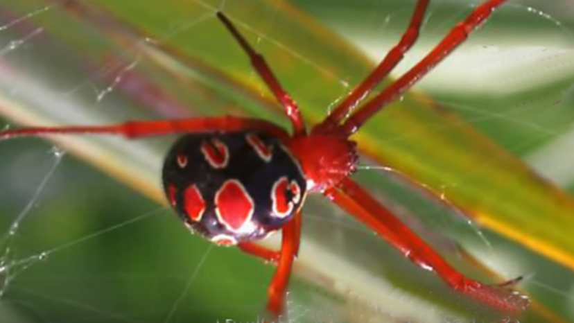 Red-Legged Widow Spider