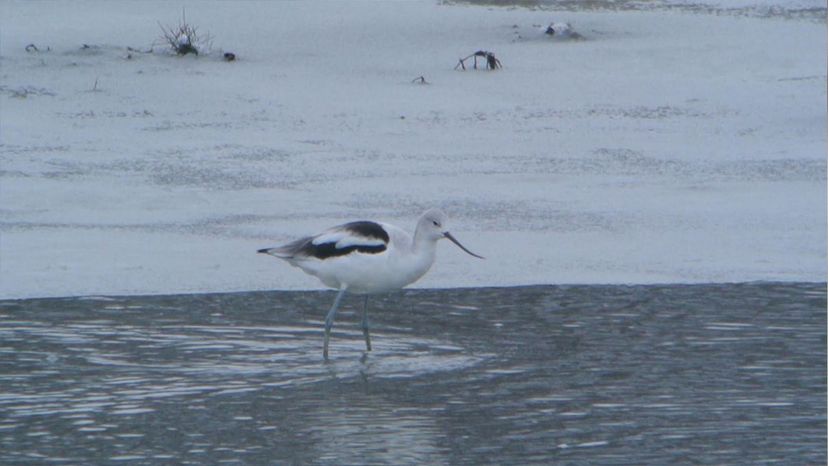 American Avocet