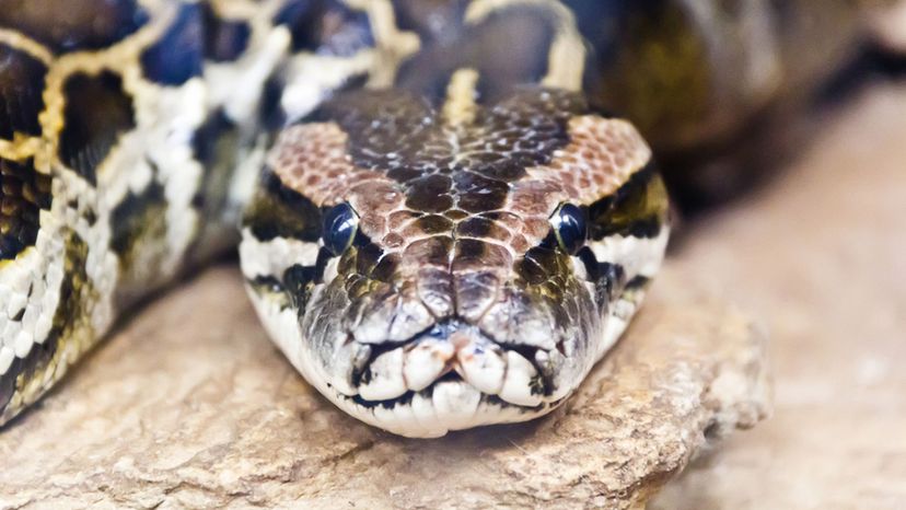 Burmese Python