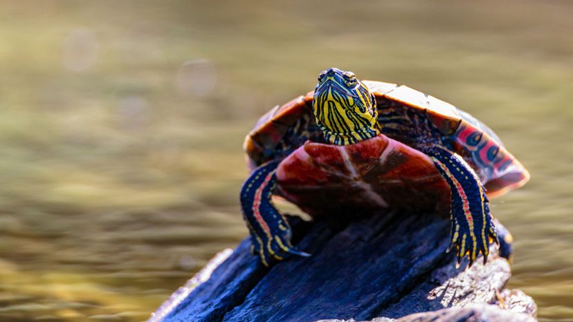 Painted Turtle