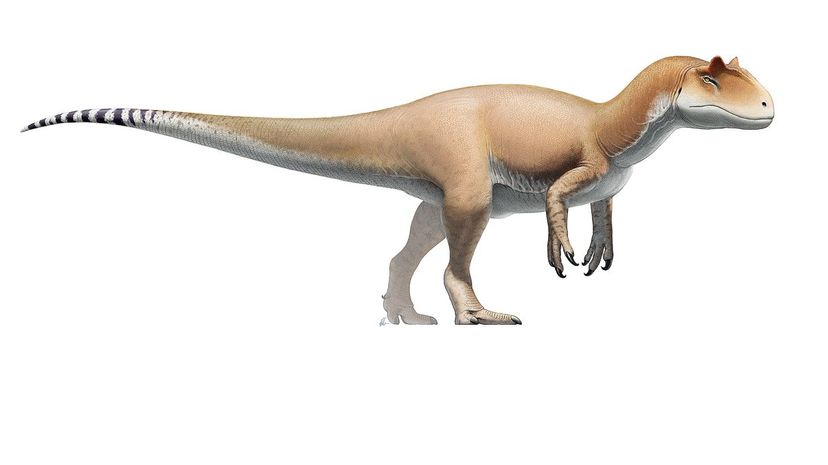 Allosaurus