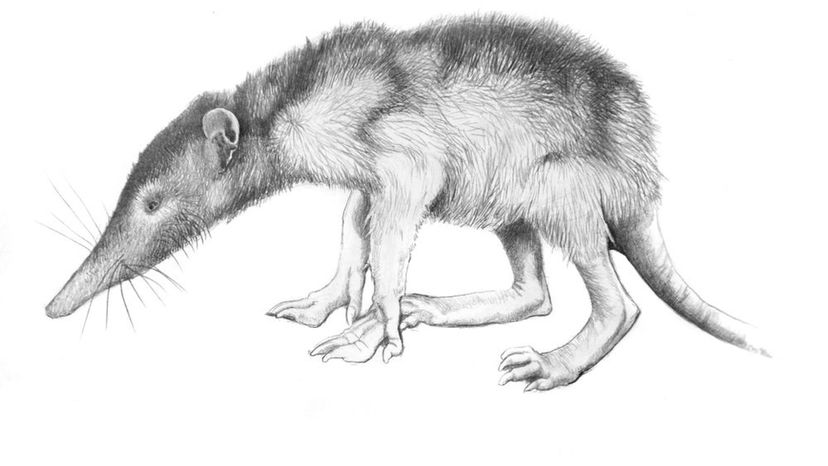 Solenodon