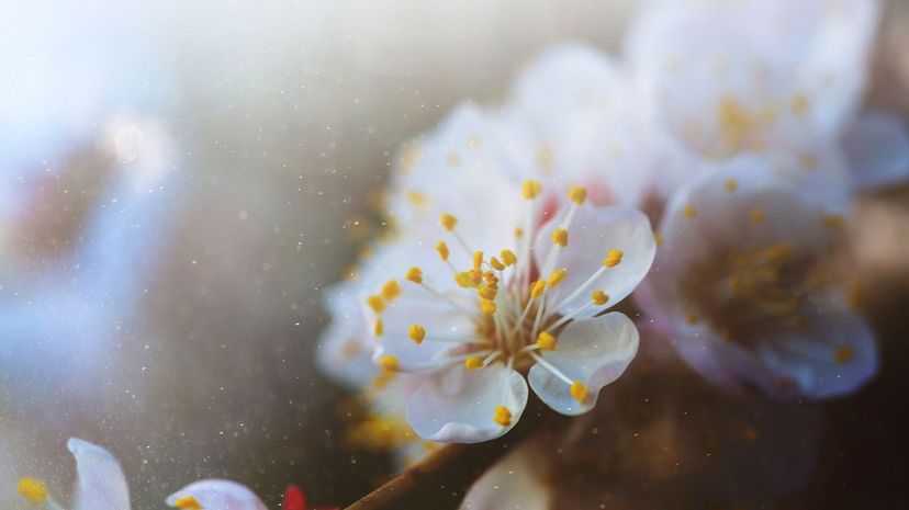 4 Pollen cherry blossom