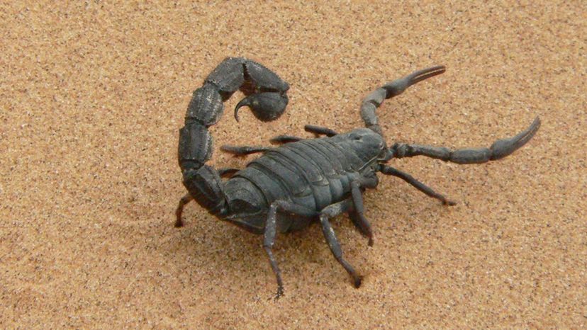 Scorpion Do You Know Which Phylum These Animals Belong To 13