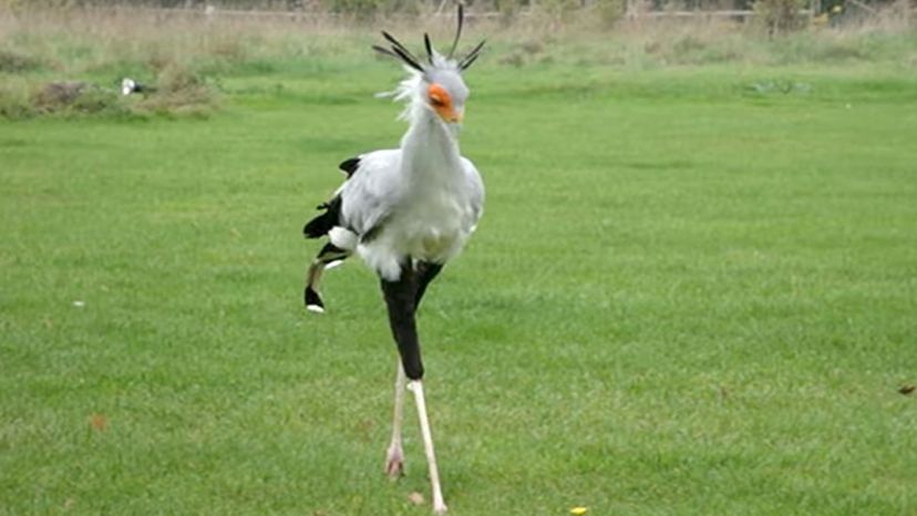 Secretary Bird