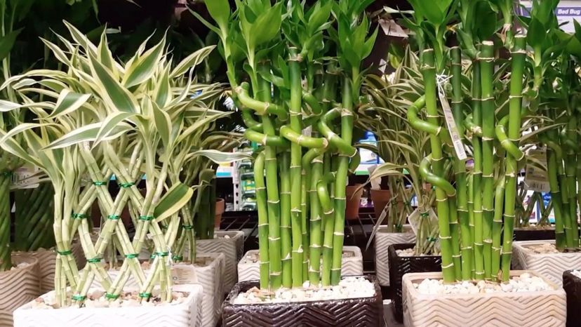 Lucky Bamboo