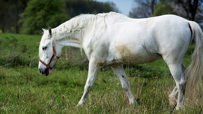 Andalusian