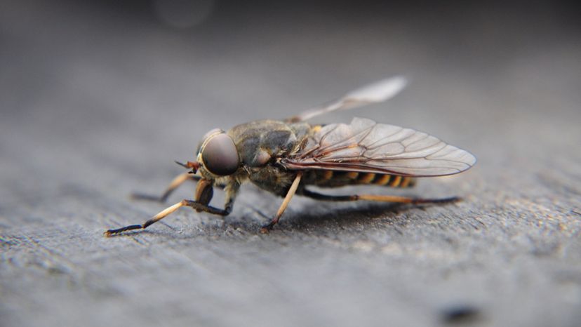 Human Botfly