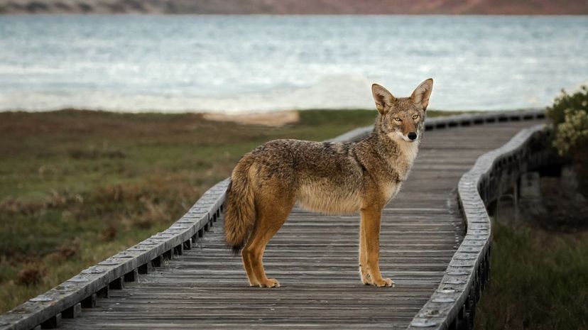 Coyote