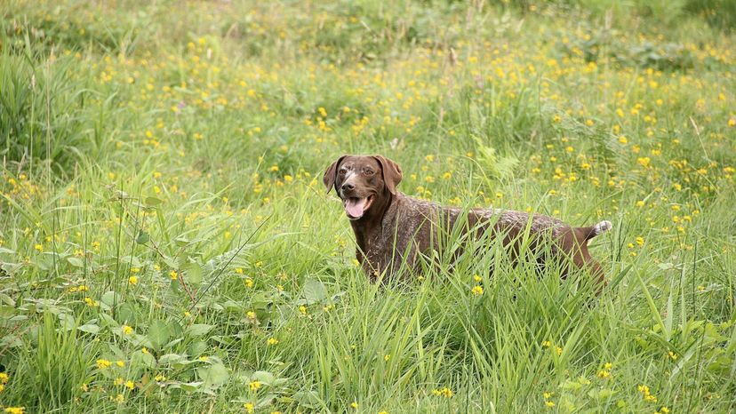 German Shorthaired Pointer