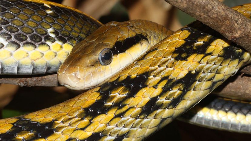 beauty rat snake