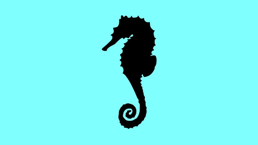 sea horse copy