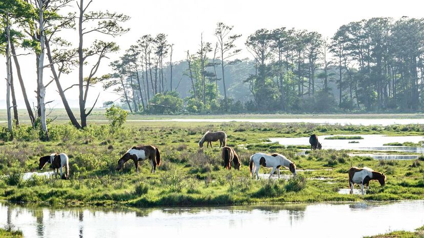 Chincoteague Pony