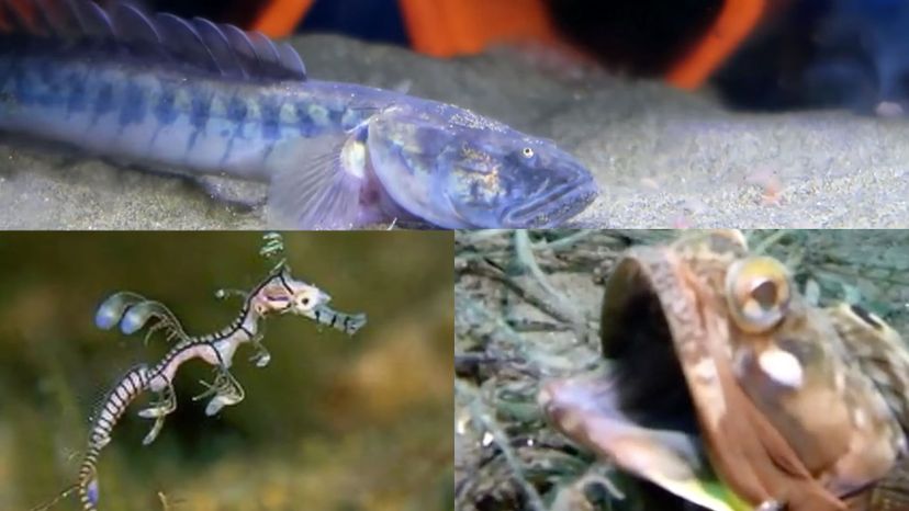 93% of People Can't Identify All of These Sea Creatures. Can You?
