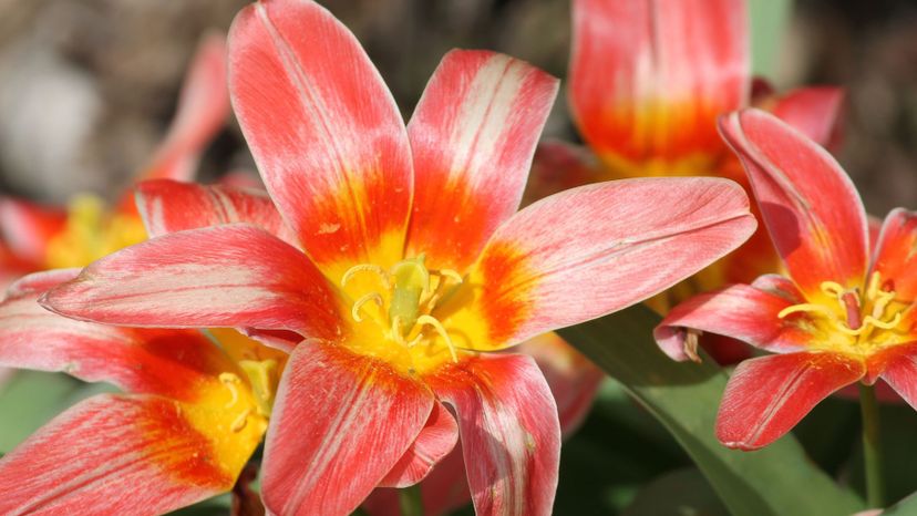 Are You a Garden Master? Identify These 40 Flower Types!