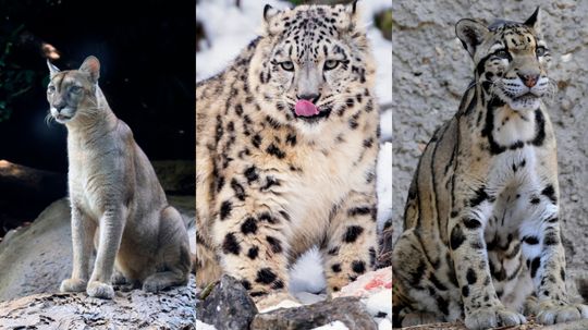 Which Big Feline Are You?