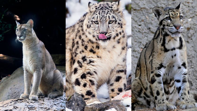 Which Big Feline Are You?