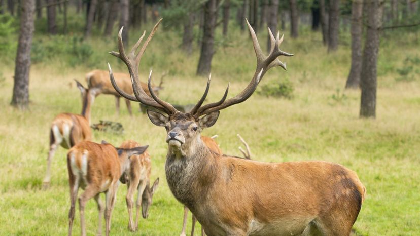 Red Deer