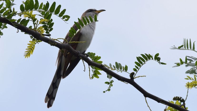15 Yellow-billed Cuckoo